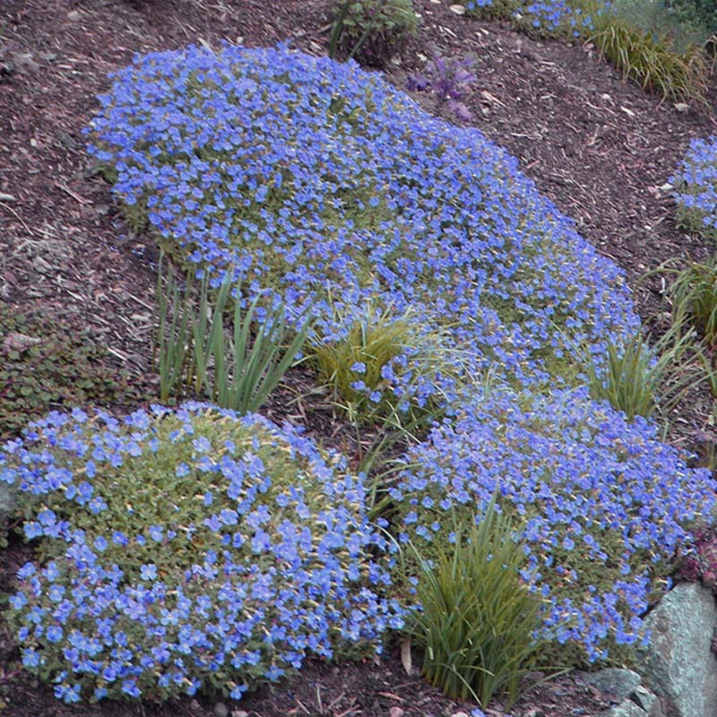 beds of blue aubrieta flowers and green grass on a sloped garden area.