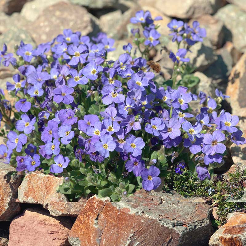 blue aubrieta flowers growing on a rocky surface