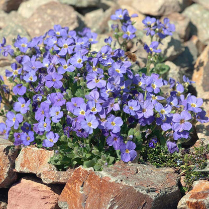 blue aubrieta flowers growing on a rocky surface