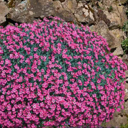 aubrieta flower seeds Aubrieta Cascade Red Rock Cress Seeds Ground Cover Plant – Gardening Plants And Flowers