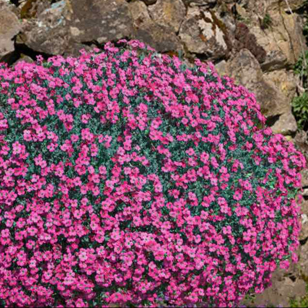 aubrieta flowering plant in front of a stone wall
