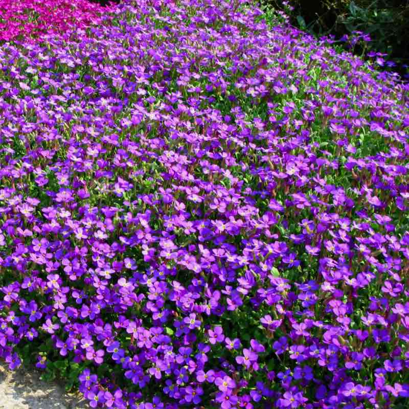 aubrieta hendersonii - Gardening Plants And Flowers