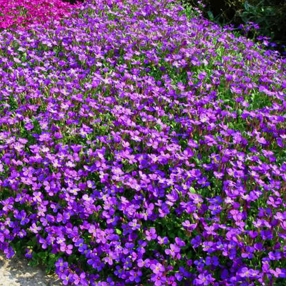 aubrieta hendersonii - Gardening Plants And Flowers
