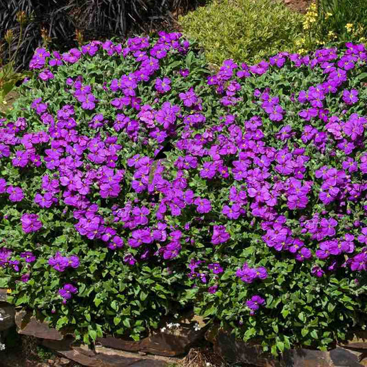 aubrieta hendersonii - Gardening Plants And Flowers