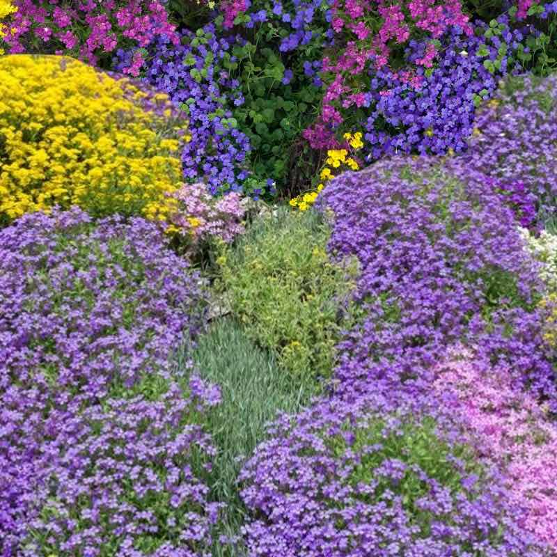 Colorful flower bed with purple, yellow, and pink flowers