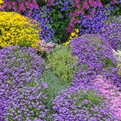 Colorful flower bed with purple, yellow, and pink flowers