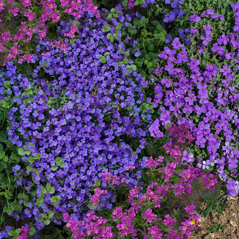 Mixture of purple and pink flowers in a garden setting