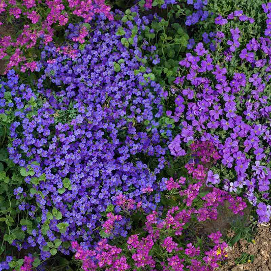 Mixture of purple and pink flowers in a garden setting