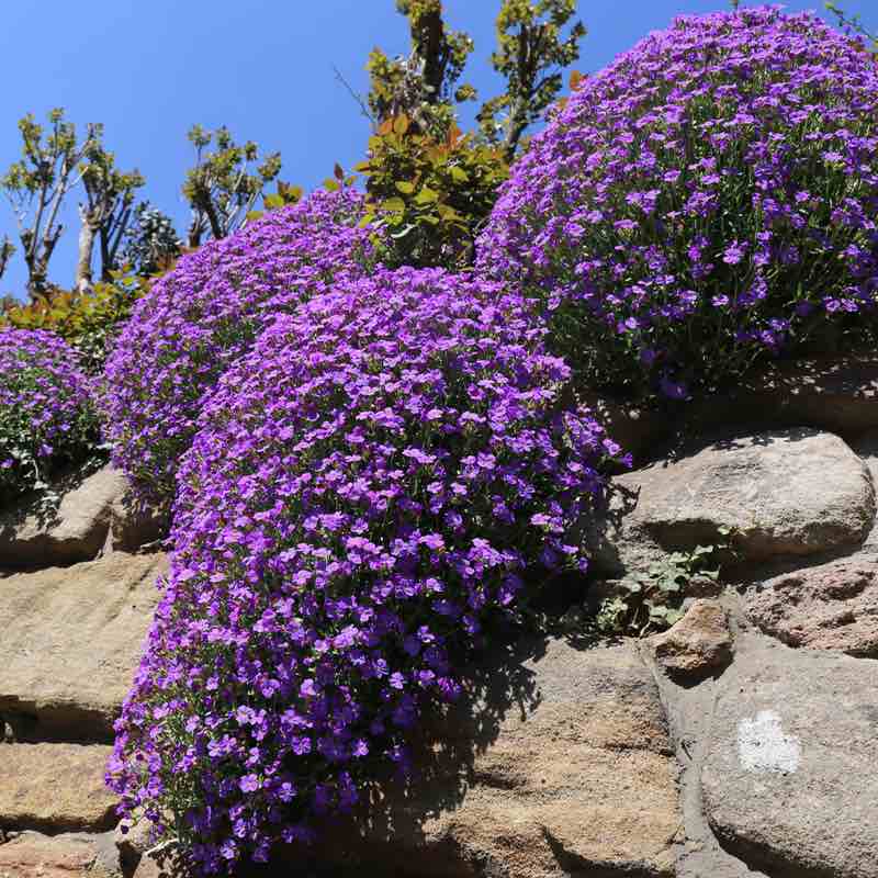 aubrieta purple: purple flowering aubrieta growing on a stone wall with a clear blue sky.