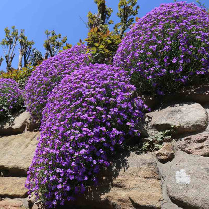 aubrieta purple: purple flowering aubrieta growing on a stone wall with a clear blue sky.
