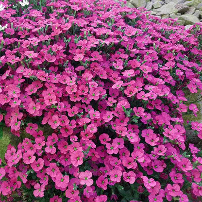 aubrieta red flowers with a blurred natural background