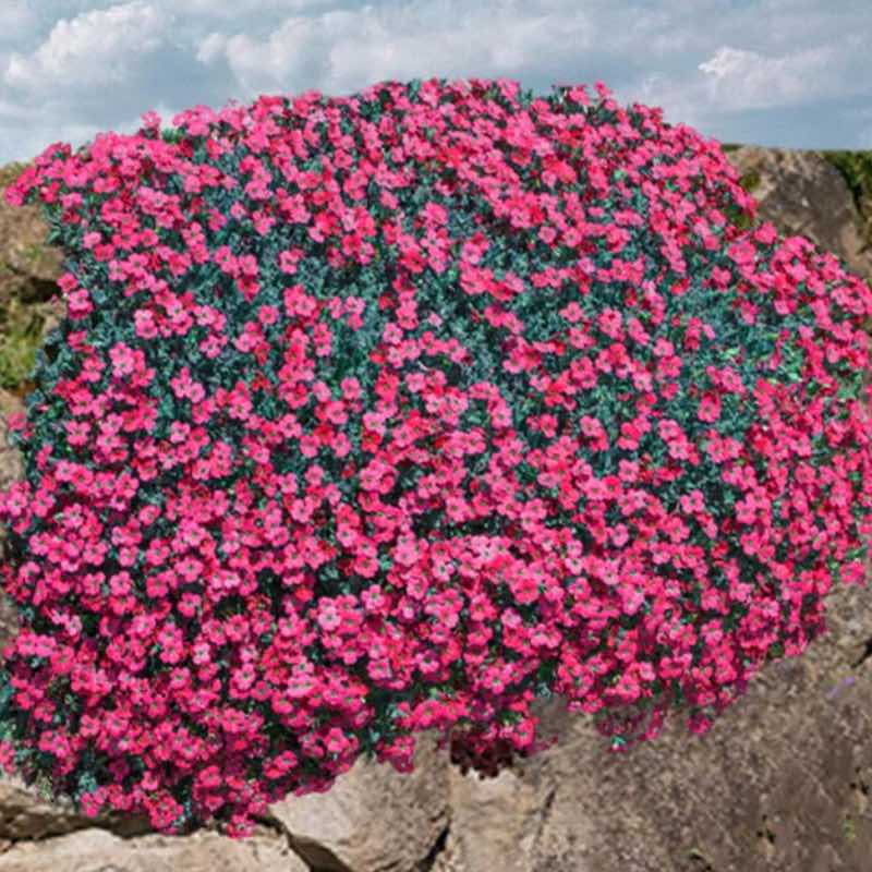 red aubrietia flowering plant growing on a rocky surface with a cloudy sky in the background