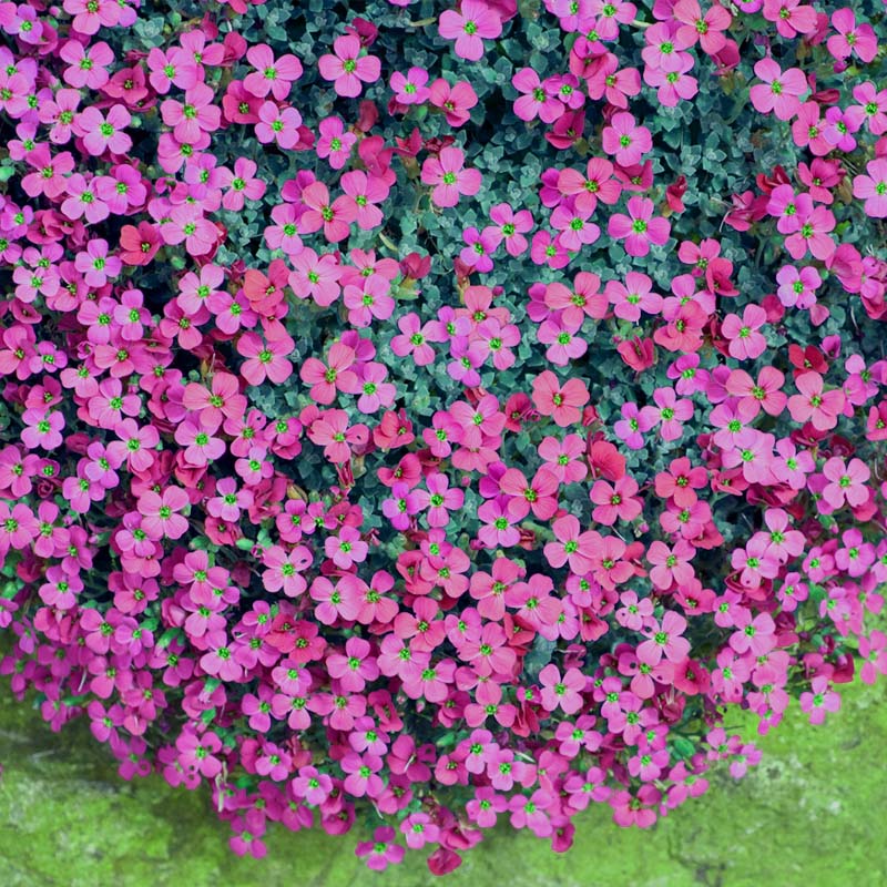 Close-up of a dense cluster of aubrieta red flowers with green centers.