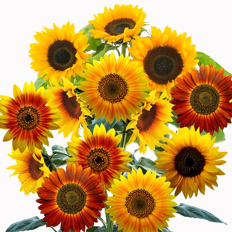 autumn beauty sunflower - Gardening Plants And Flowers