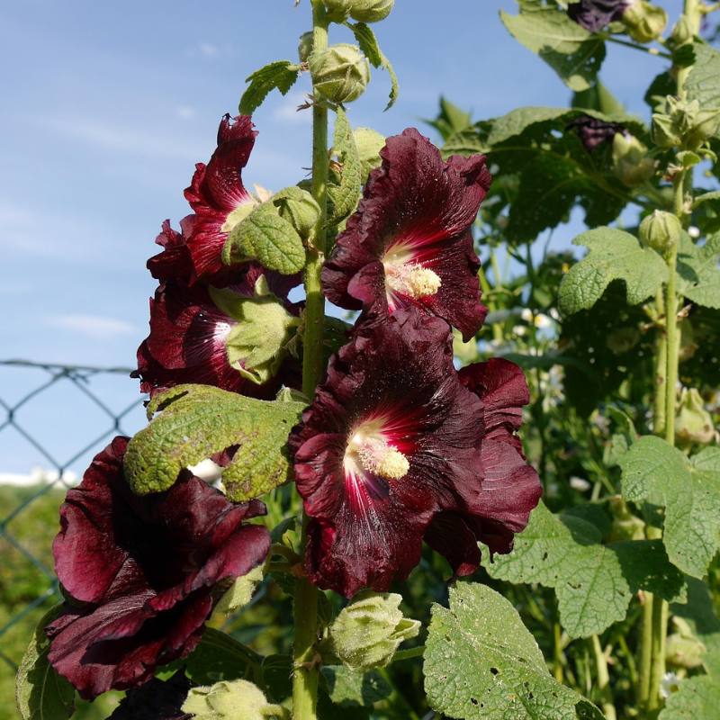 Black Hollyhock dark purple flowers with green leaves against a blue sky.