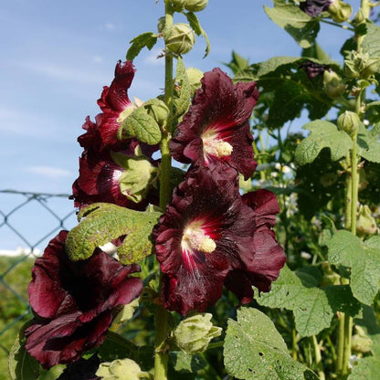 Black Hollyhock dark purple flowers with green leaves against a blue sky.