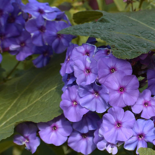 Clusters of vibrant blue phlox drummondii flowers, partially covered by large green leaves.