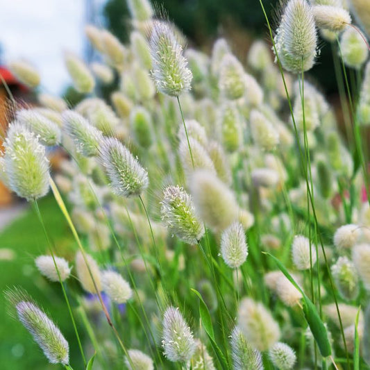 Close-up of green grass with fluffy heads in a natural setting