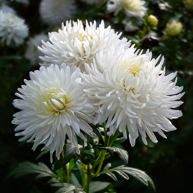 Close-up of Callistephus Chinensis Paeony Duchess White flowers with a blurred green background