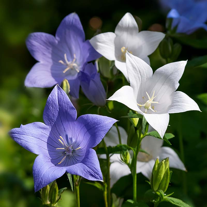 Blue and white campanula flowers with green leaves on a blurred green background