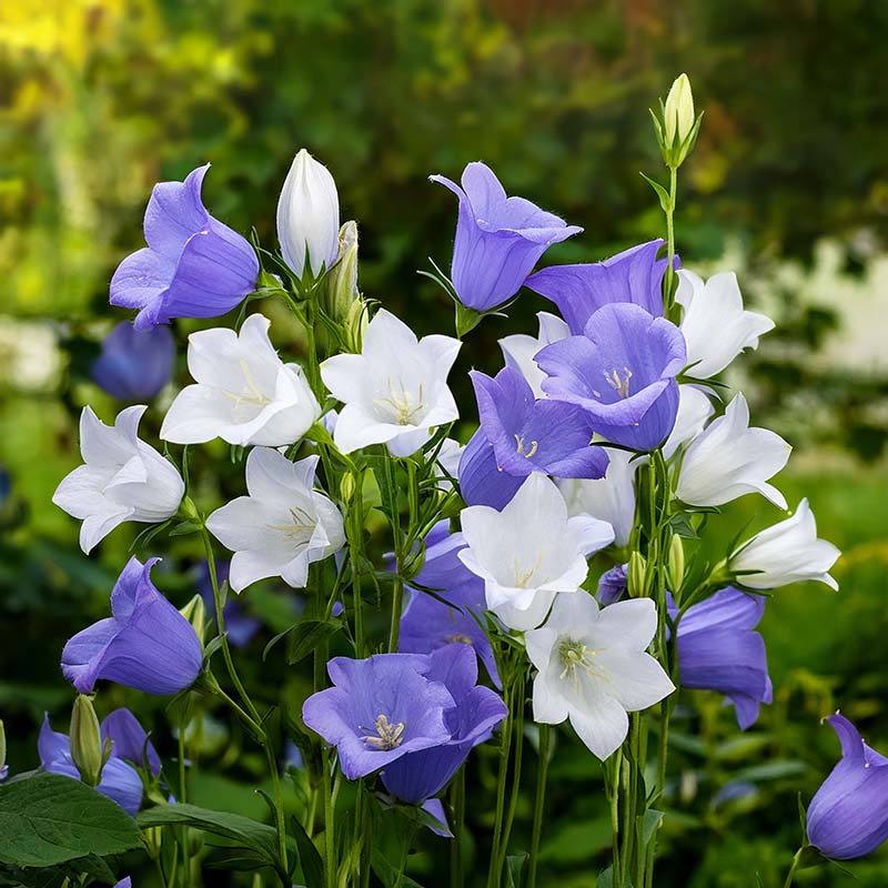 Bouquet of purple and white bellflower  flowers with a blurred green background