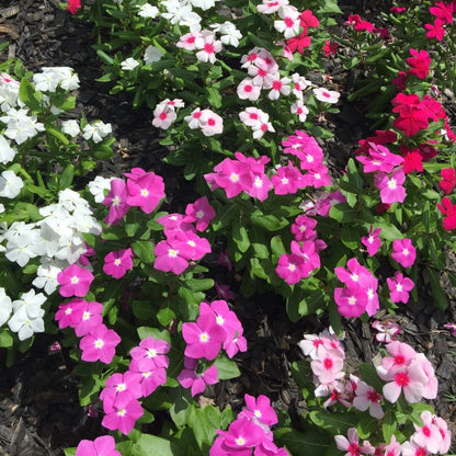 vinca rosea seeds - Gardening Plants And Flowers