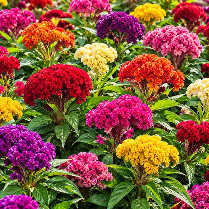 A dense cluster of vibrant celosia cristata flower blooms in red, pink, purple, yellow, and orange, interspersed with glossy green leaves.