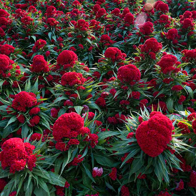 Field of vibrant red cockscomb flowers (Celosia cristata) with textured, fan-like blooms surrounded by dense green foliage.   