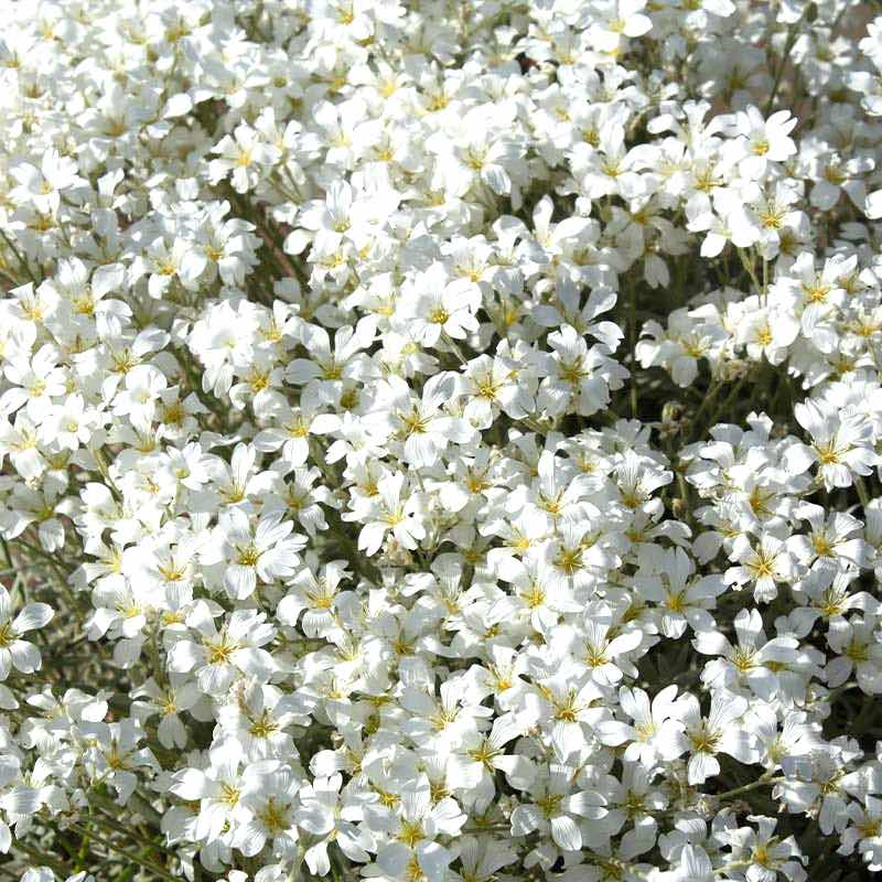 Close-up of Cerastium Tomentosum flowers with yellow centers