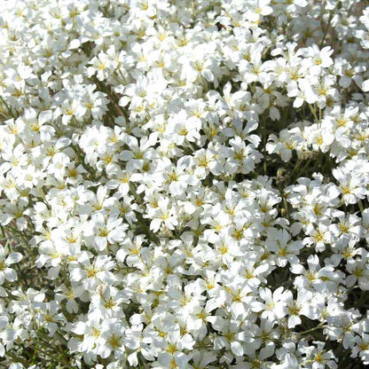Close-up of Cerastium Tomentosum flowers with yellow centers