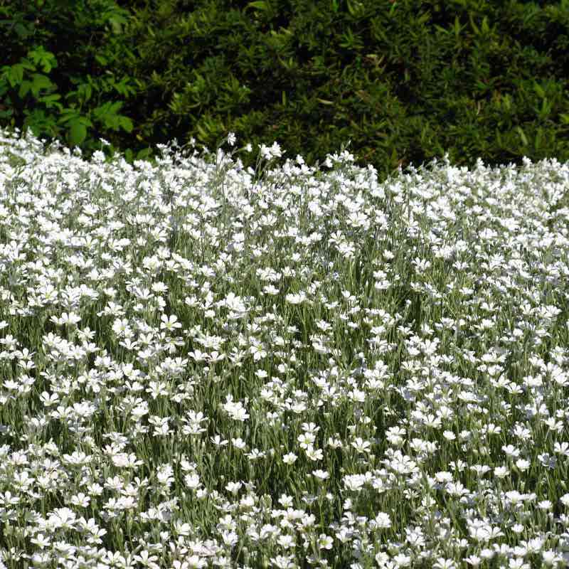 Field of white flowers with green foliage in the background