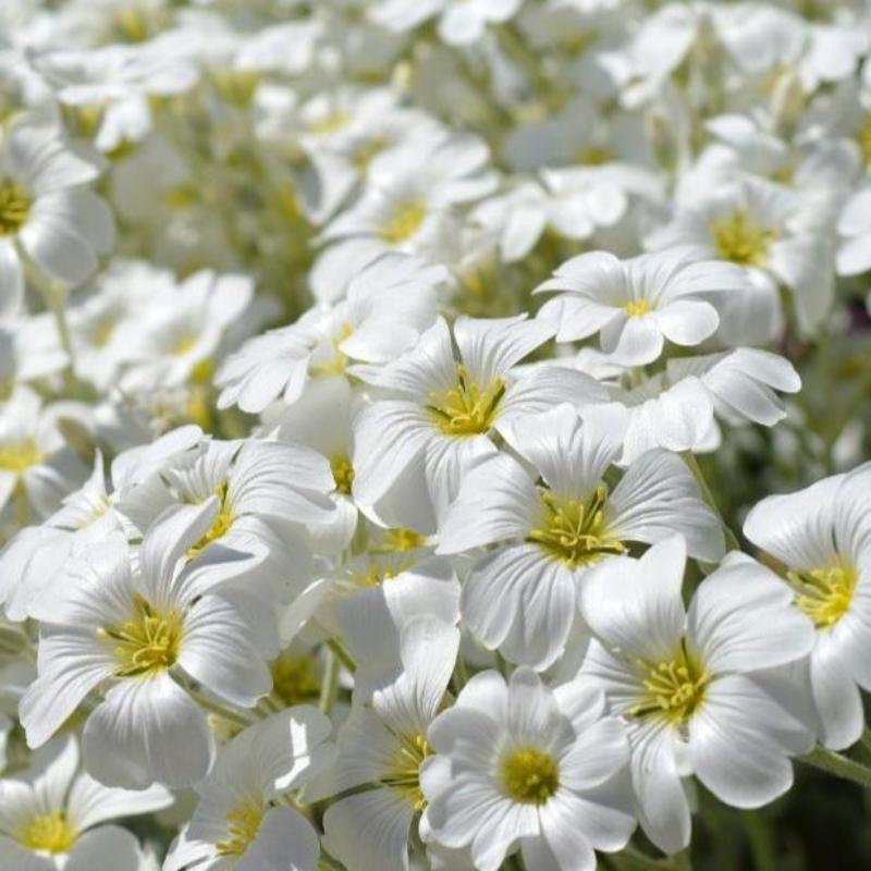 Cerastium Tomentosum