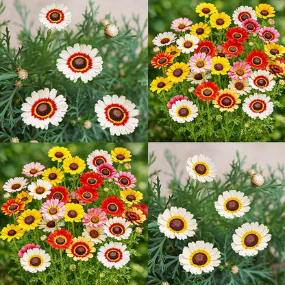 Chrysanthemum Edible Mix 100 PCS Seeds