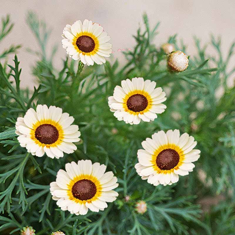 Chrysanthemum Rainbow Mix Seeds - Chrysanthemum Carinatum