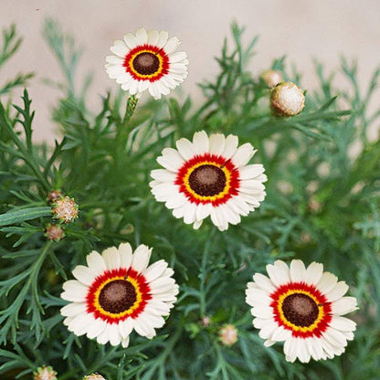 Chrysanthemum Rainbow Mix Seeds - Chrysanthemum Carinatum