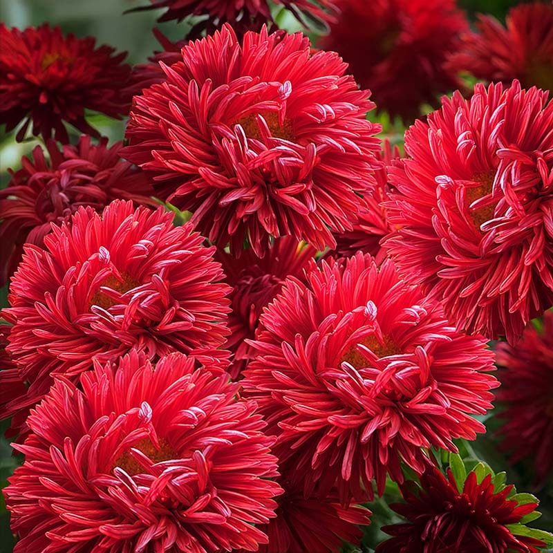 Close-up of vibrant red chrysanthemum flowers with green leaves