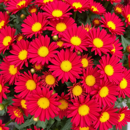 Close-up of bright red chrysanthemum Robinson's flowers with yellow centers.