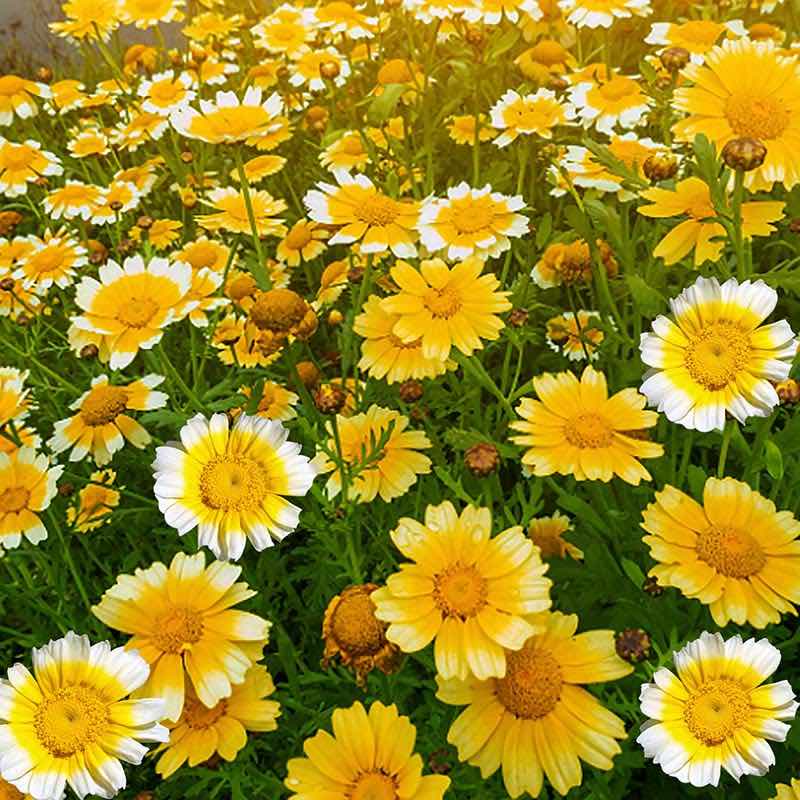 spider mum flower seeds Chrysanthemum Seeds 100 PCS – Gardening Plants And Flowers