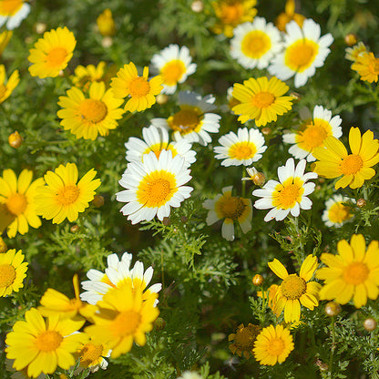 perennial mums - Gardening Plants And Flowers