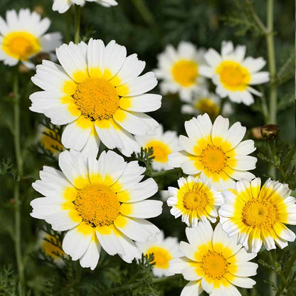 Chrysanthemum Yellow Seeds (Chrysanthemum coronarium)