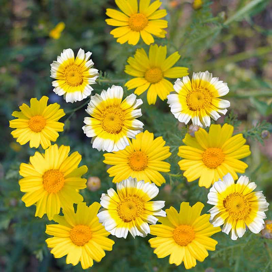Chrysanthemum Yellow Seeds (Chrysanthemum coronarium)