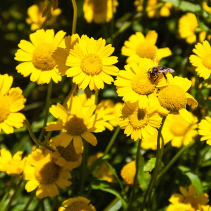 Chrysanthemum Yellow Seeds (Chrysanthemum coronarium)