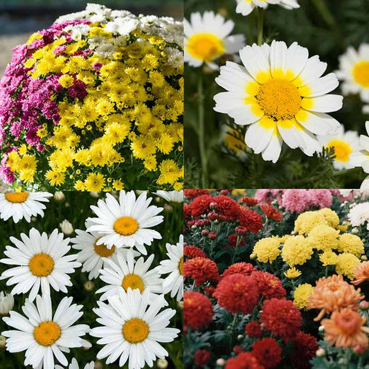 A collage of four different Chrysanthemum flowers. Top left shows a cluster of yellow, white and pink flowers, top right features a garland daisy white flower with a yellow center, bottom left displays a group of white chrysanthemum flowers with yellow centers, and bottom right presents a array of red, orange and yellow chrysanthemum flowers.