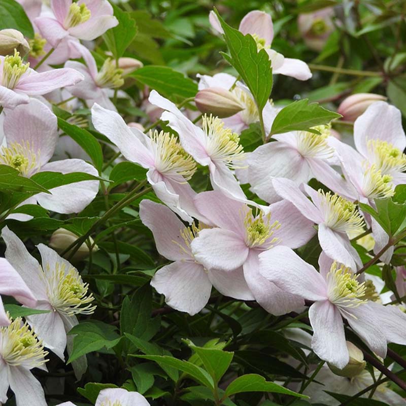 Close-up of clematis montana alba flowers with green leaves