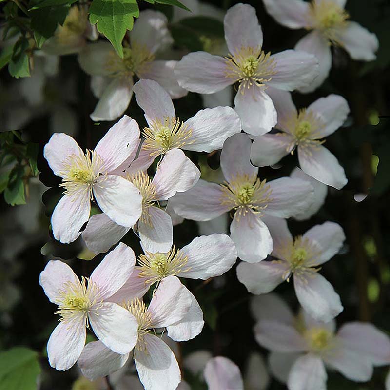 Close-up of clematis white flowers with yellow centers surrounded by green leaves.