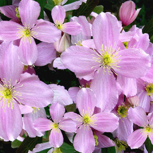 Close-up of light pink clematis montana rubens flowers with yellow centers and dark green foliage.