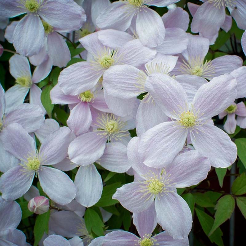 Close-up of Clematis Montana White flowers with green centers on a blurred green background