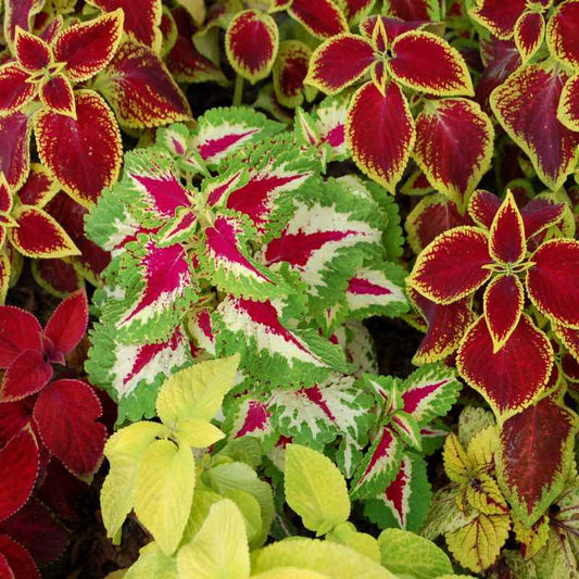 Coleus Blumei Seeds - Rainbow Mix
