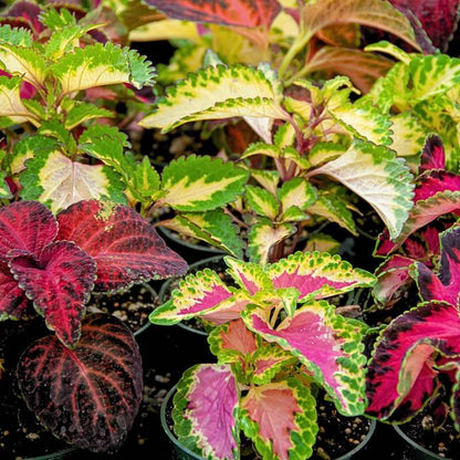 Colorful coleus plants with green, pink, and red leaves.