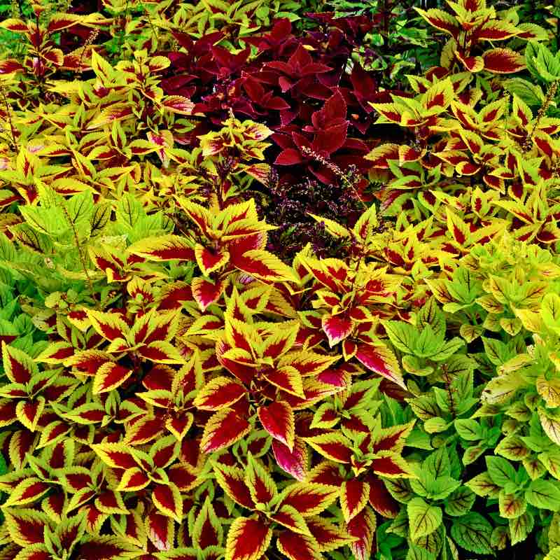 Colorful coleus plants with green, red, and yellow leaves.